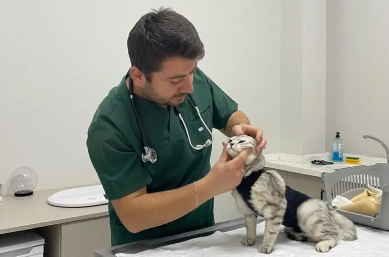 Kedi ve Köpeklerde Bulunan Parazitler İnsan Sağlığını Tehdit Ediyor! 