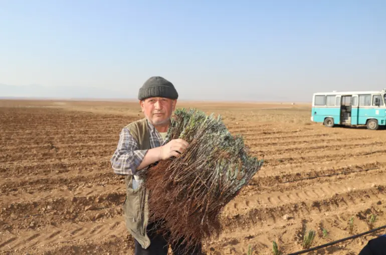 Konya Büyükşehir’in Üreticiye Lavanta Fidesi Desteği Sürüyor