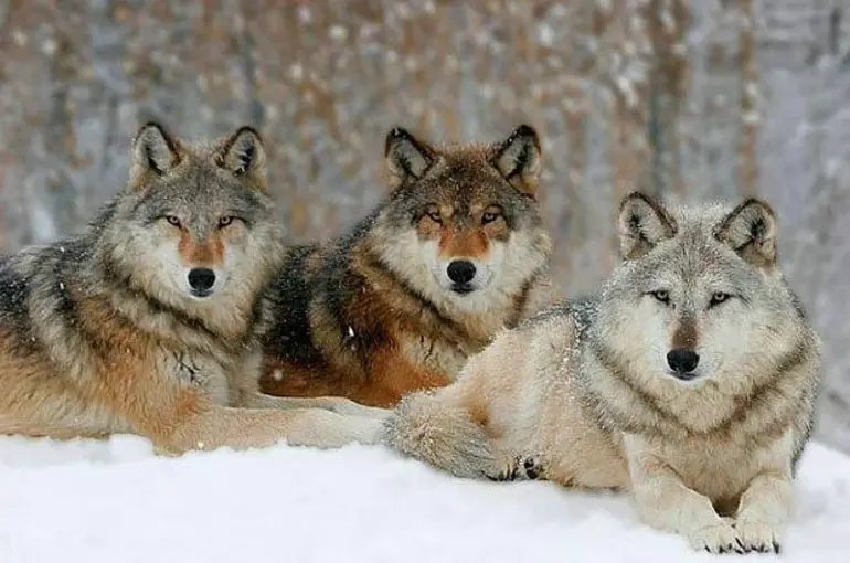 Konya Karapınar'da aç kurtlar yaylalarda cirit atıyor vatandaş tedirgin