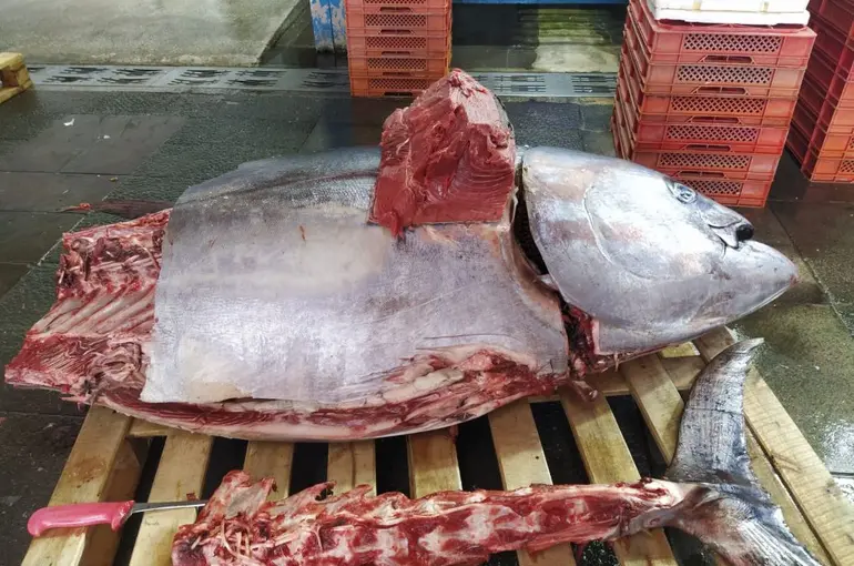 Konya’da 205 kiloluk orkinos ilgi çekiyor!