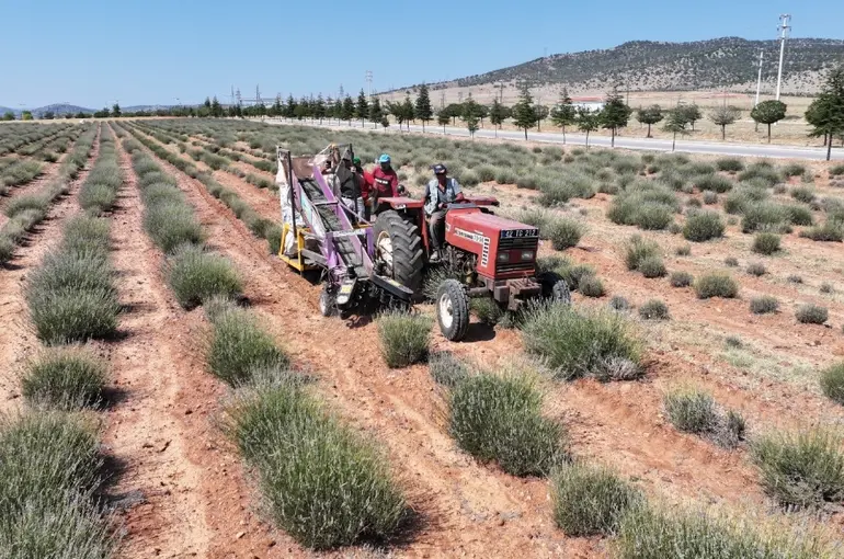 Konya’da Lavanta Hasadı Tamamlandı: Büyükşehir’den Kırsala Tam Destek