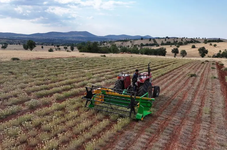 Konya'da Susuz Tarıma Büyük Destek! Kekik Hasadı Gerçekleştirildi!