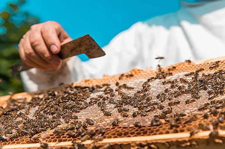 Konyalı arıcıların zorlu mesaisi