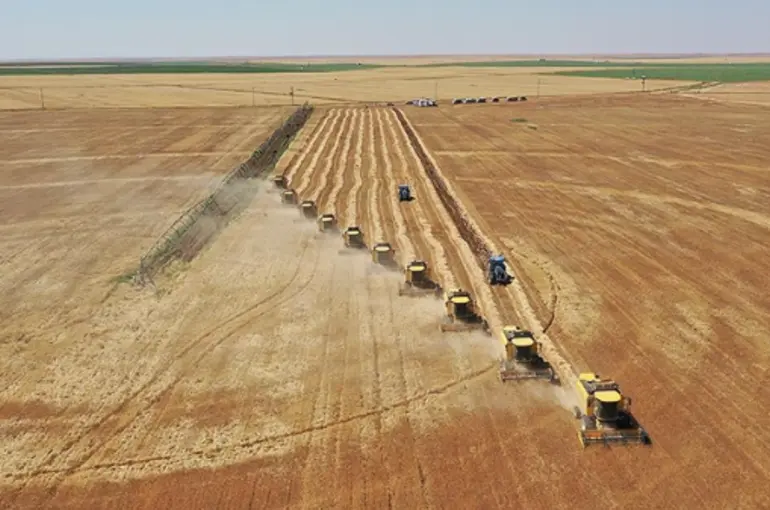 Sadece çiftçiler değil, Konya'daki o üniversite de hasada başladı