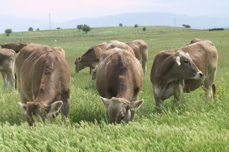 TİGEM'den "Kırsalda Bereket, Hayvancılığa Destek Projesi"!