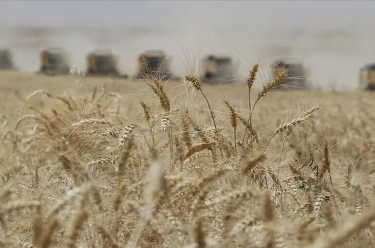 TMO’nun sert ekmeklik buğday ve arpa alım fiyatı belli oldu