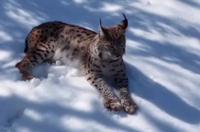  Tunceli’de Belgesellik Vaşak Görüntüsü!
