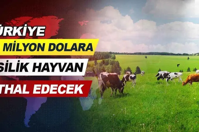 Türkiye 200 milyon dolara besilik hayvan ithal edecek.