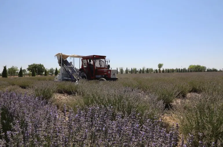 Türkiye’nin En Büyük Lavanta Bahçesi’nde Hasat Zamanı!