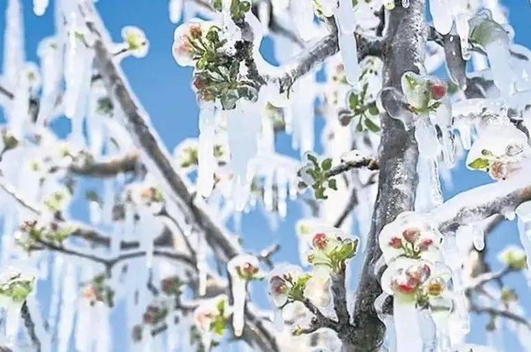 Zirai Don Mağduru Çiftçilere 21 Milyar TL Destek Ödemesi Başlıyor